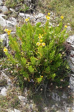 Limbarda crithmoides \ Salz-Alant / Golden Samphire, E Asturien/Asturia Ribadesella 10.8.2012