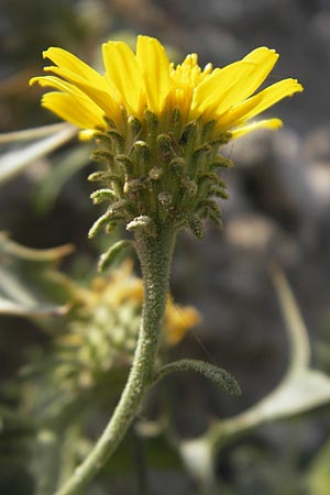 Pentanema montanum \ Berg-Alant, E Usun 20.8.2011