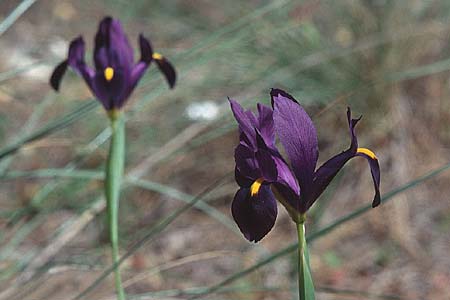 Iris filifolia / Narrow-Leaved Purple Iris, E Coin 20.4.1999