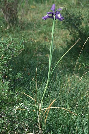 Iris latifolia \ Pyrenen-Schwertlilie, Englische Schwertlilie, E Prov. Burgos, Monterubio de Demanda 27.6.2001