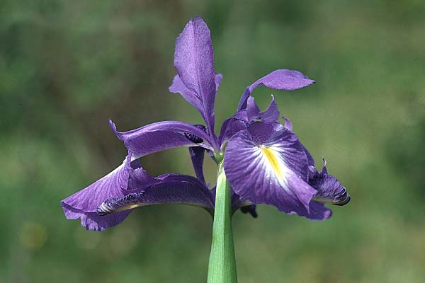 Iris latifolia \ Pyrenen-Schwertlilie, Englische Schwertlilie / Pyrenean Iris, English Iris, E Prov. Burgos, Monterubio de Demanda 27.6.2001