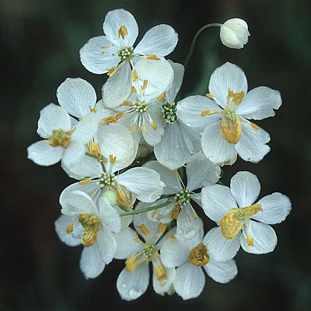 Thalictrum tuberosum \ Wiesenraute, E Navarra, Pamplona 7.5.2000