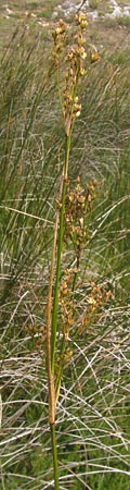 Juncus maritimus \ Strand-Binse / Sea Rush, E Asturien/Asturia Ribadesella 10.8.2012