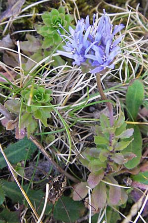 Jasione montana \ Berg-Sandglckchen, Schaf-Rapunzel / Sheep's Bit, E Picos de Europa, Carrea 11.8.2012