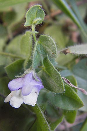 Kickxia commutata \ Verndertes Tnnelkraut / Perennial Fluellen, E Lekeitio 6.8.2012