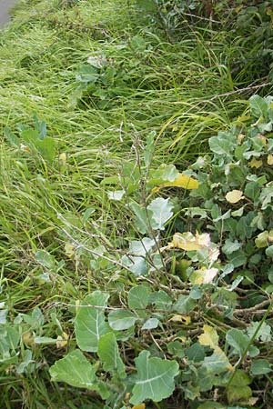 Brassica oleracea \ Klippen-Kohl, Wild-Kohl / Wild Cabbage, E Getaria 16.8.2011