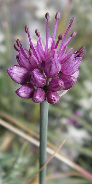 Allium palentinum \ Palentina-Lauch / Palentina Garlic, E Picos de Europa, Fuente De 14.8.2012
