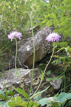 Knautia nevadensis \ Sierra Nevada-Witwenblume, E Pyrenäen, Ordesa 23.8.2011