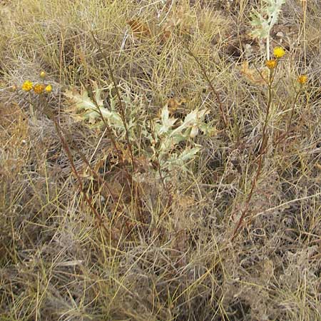 Galatella linosyris \ Gold-Aster / Goldilocks Aster, E Sangüesa 18.8.2011