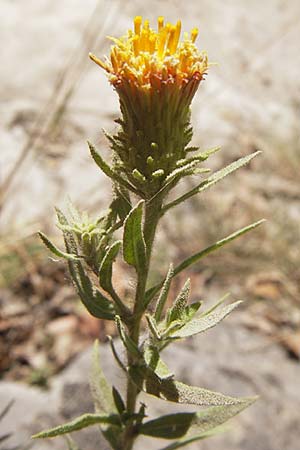 Chiliadenus glutinosus / Rock Tea, E Picos de Europa, Cain 9.8.2012