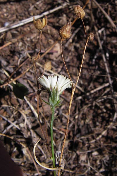 Tolpis barbata \ Christusauge / European Umbrella Milkwort, E Picos de Europa, Potes 15.8.2012