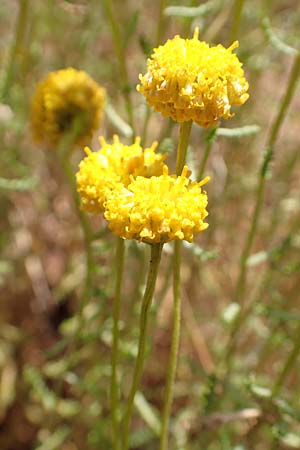 Santolina villosa \ Behaartes Heiligenkraut, E Pyrenäen, Cadi, Fornols 7.8.2018