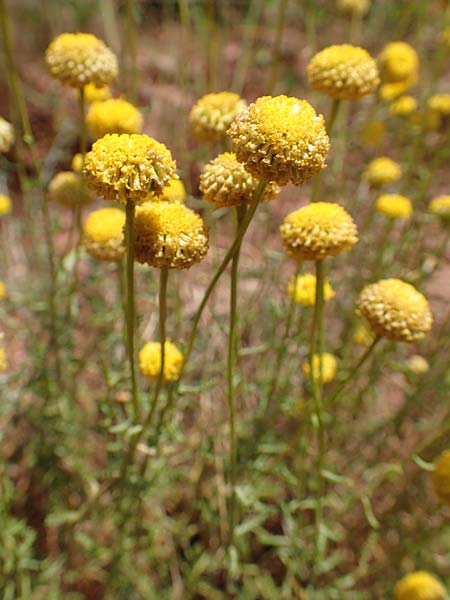 Santolina villosa \ Behaartes Heiligenkraut, E Pyrenäen, Cadi, Fornols 7.8.2018