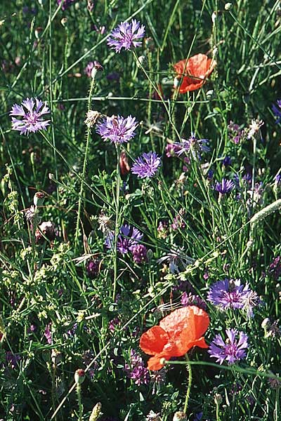 Centaurea cyanus \ Kornblume / Cornflower, E Daroca 21.6.2003