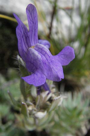 Linaria alpina \ Alpen-Leinkraut / Alpine Toadflax, E Pyrenäen/Pyrenees, Caldes de Boi 16.8.2006