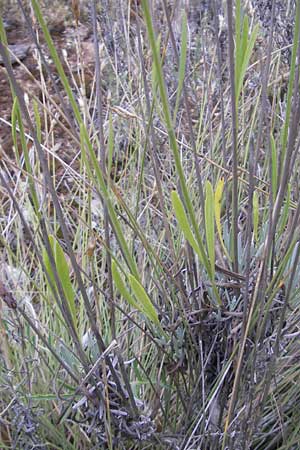 Lavandula latifolia \ Breitblttriger Lavendel, Groer Speik / Spike Lavender, E Sangüesa 18.8.2011