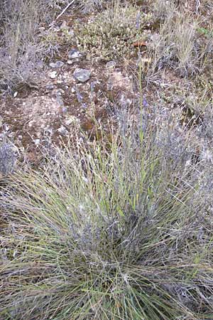 Lavandula latifolia \ Breitblttriger Lavendel, Groer Speik / Spike Lavender, E Sangüesa 18.8.2011