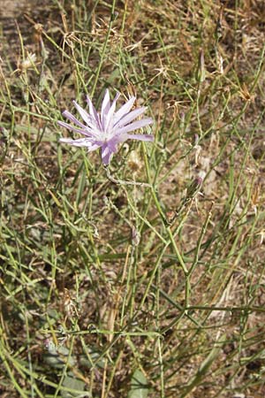 Lactuca tenerrima \ Zarter Lattich, Westalpen-Lattich / Moroccan Lettuce, E Picos de Europa, Cain 9.8.2012