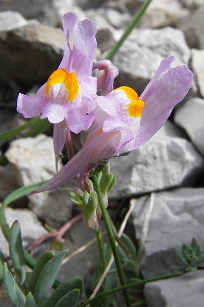 Linaria alpina subsp. filicaulis \ Lockerbltiges Alpen-Leinkraut / Lax-Flowered Alpine Toadflax, E Picos de Europa, Fuente De 14.8.2012