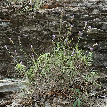 Lavandula angustifolia subsp. pyrenaica \ Pyrenen-Lavendel, E Pyrenäen, La Popla de Lillet 5.8.2018