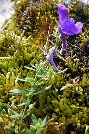 Linaria faucicola \ Picos Leinkraut, E Picos de Europa, Covadonga 7.8.2012