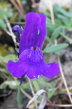 Linaria faucicola \ Picos Leinkraut, E Picos de Europa, Covadonga 7.8.2012