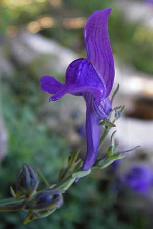 Linaria faucicola \ Picos Leinkraut, E Picos de Europa, Covadonga 7.8.2012
