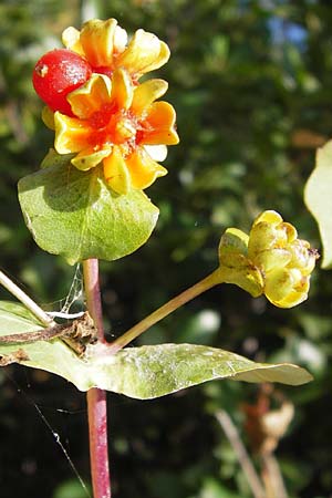 Lonicera caprifolium \ Garten-Geiblatt, Echtes Geiblatt / Italian Honeysuckle, E Lekeitio 6.8.2012