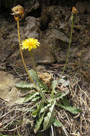 Leontodon hispidus \ Rauer Lwenzahn, Steifhaariges Milchkraut / Rough Hawkbit, E Pyrenäen/Pyrenees, Ordesa 23.8.2011