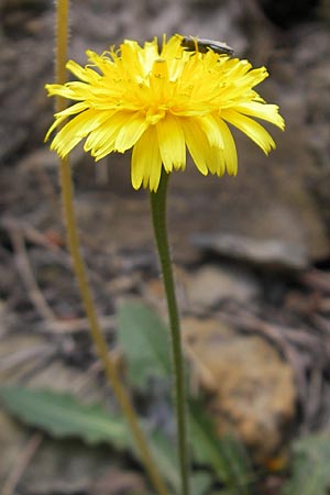 Leontodon hispidus \ Rauer Lwenzahn, Steifhaariges Milchkraut / Rough Hawkbit, E Pyrenäen/Pyrenees, Ordesa 23.8.2011