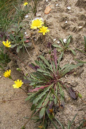 Leontodon saxatilis \ Nickender Lwenzahn / Lesser Hawkbit, Hairy Hawkbit, E Asturien/Asturia Ribadesella 10.8.2012