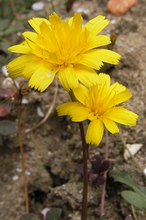 Leontodon saxatilis \ Nickender Lwenzahn / Lesser Hawkbit, Hairy Hawkbit, E Asturien/Asturia Ribadesella 10.8.2012