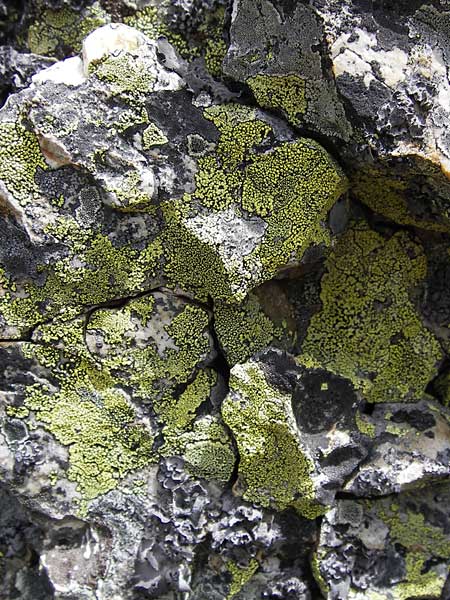 Rhizocarpon geographicum \ Landkarten-Flechte, E Picos de Europa, Puerto de San Glorio 13.8.2012