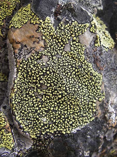 Rhizocarpon geographicum \ Landkarten-Flechte / Map Lichen, E Picos de Europa, Puerto de San Glorio 13.8.2012