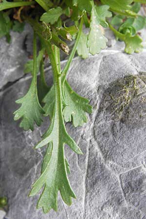 Leucanthemum gaudinii subsp. cantabricum \ Kantabrische Hgel-Margerite, E Picos de Europa, Fuente De 14.8.2012