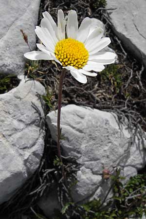 Leucanthemum gaudinii subsp. cantabricum \ Kantabrische Hgel-Margerite, E Picos de Europa, Fuente De 14.8.2012