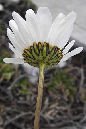 Leucanthemum gaudinii subsp. cantabricum \ Kantabrische Hgel-Margerite, E Picos de Europa, Fuente De 14.8.2012