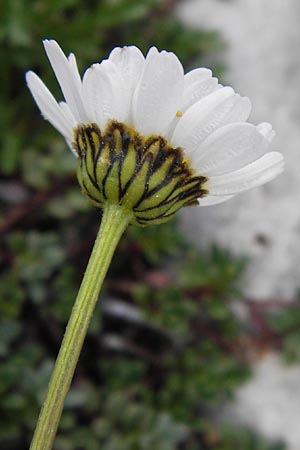 Leucanthemum gaudinii subsp. cantabricum \ Kantabrische Hgel-Margerite / Cantabrian Ox-Eye Daisy, E Picos de Europa, Fuente De 14.8.2012