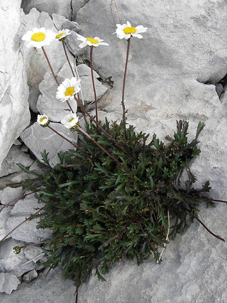 Leucanthemum gaudinii subsp. cantabricum \ Kantabrische Hgel-Margerite / Cantabrian Ox-Eye Daisy, E Picos de Europa, Fuente De 14.8.2012