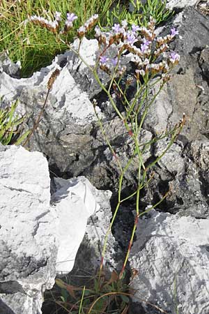 Limonium binervosum agg. \ Felsen-Strandflieder / Rock Sea Lavender, E Asturien/Asturia Ribadesella 10.8.2012