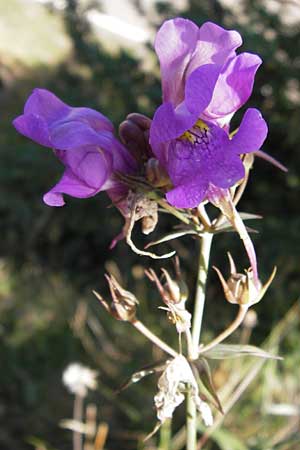 Linaria triornithophora \ Grobltiges Leinkraut / Three Bird Toadflax, E Picos de Europa, Posada de Valdeon 13.8.2012