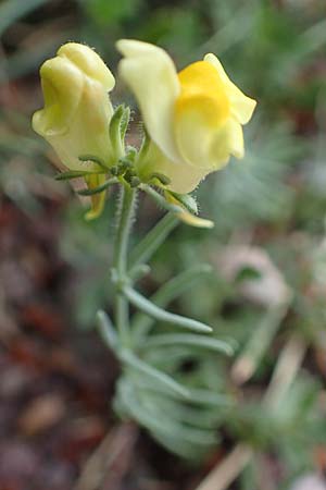 Linaria supina \ Niedriges Leinkraut, E Pyrenäen, Castellar de N'Hug 5.8.2018