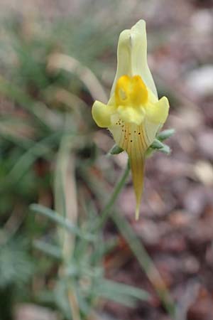 Linaria supina / Prostrate Toadflax, E Pyrenees, Castellar de N'Hug 5.8.2018