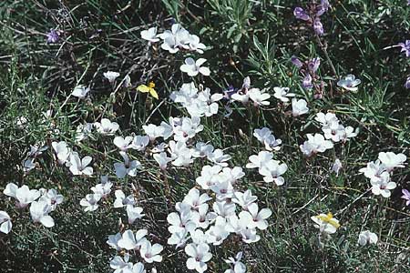 Linum suffruticosum \ Strauchiger Lein / White Flax, E Prov. Burgos, Poza de la Sal 28.5.2002