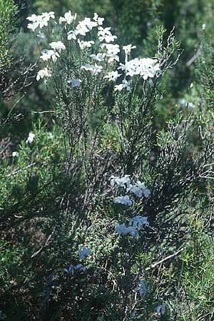 Linum suffruticosum \ Strauchiger Lein / White Flax, E Prov.  Tarragona 19.6.2003