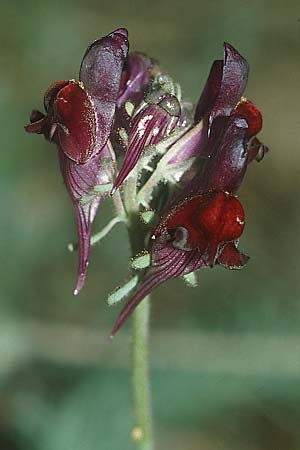 Linaria aeruginea \ Dunkelbltiges Leinkraut / Roadside Toadflax, E Prov.  Teruel 25.5.2004