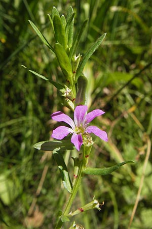 Lythrum junceum \ Binsen-Weiderich, E Asturien, Cangas de Onis 8.8.2012