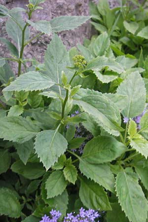 Trachelium caeruleum \ Blaues Halskraut, E Lekeitio 16.8.2011