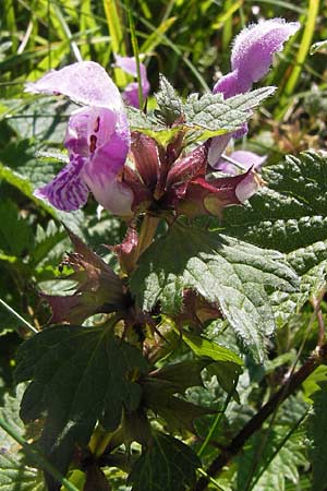 Lamium maculatum / Spotted Dead-Nettle, E Picos de Europa, Covadonga 7.8.2012