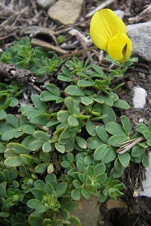 Lotus alpinus \ Alpen-Hornklee, E Pyrenäen, Ordesa 23.8.2011